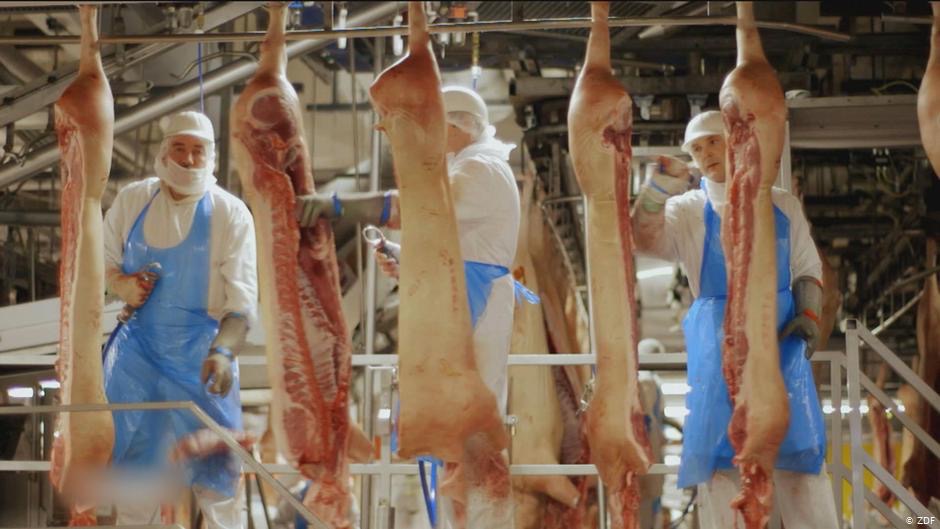 Abattoir Equipment: Complete Solutions for Efficient Meat Processing